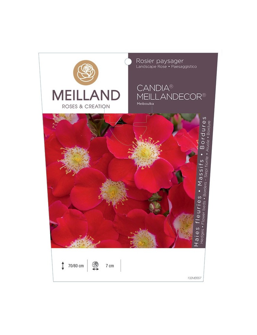 Rosier paysager CANDIA ® MEILLANDECOR ® 82 Meiboulka