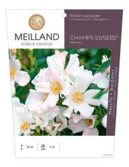 Rosier paysager CHAMPS ELYSEE ® Meiplumty
