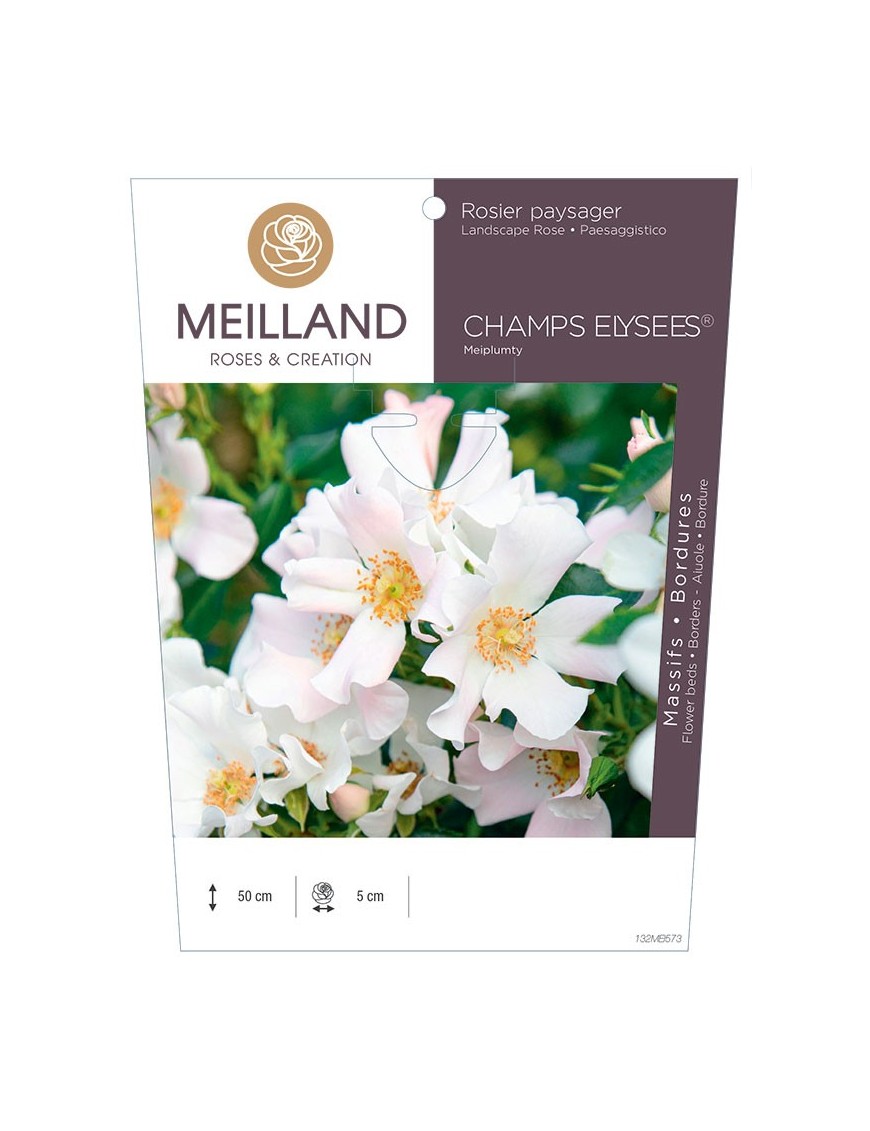 Rosier paysager CHAMPS ELYSEE ® Meiplumty