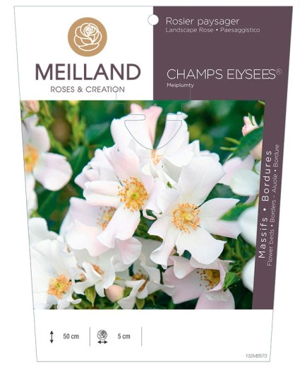Rosier paysager CHAMPS ELYSEE ® Meiplumty