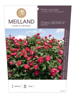 Rosier paysager CHERRY BONICA ® Meipeporia
