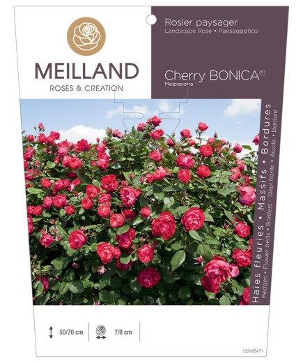 Rosier paysager CHERRY BONICA ® Meipeporia