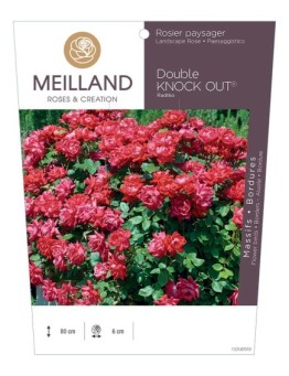 Rosier paysager DOUBLE KNOCK OUT ® Radtko