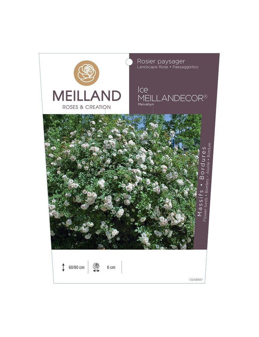 Rosier paysager ICE MEILLANDECOR ® Meivahyn