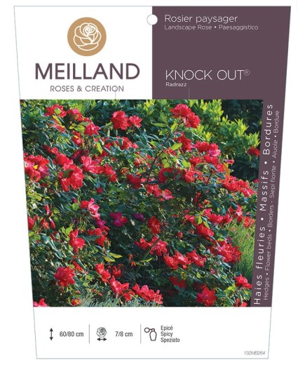 Rosier paysager KNOCK OUT ® Radrazz