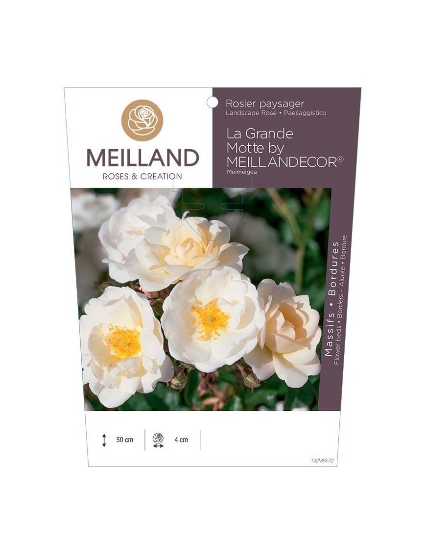 Rosier paysager La Grande Motte by MEILLANDECOR® Meimeigea