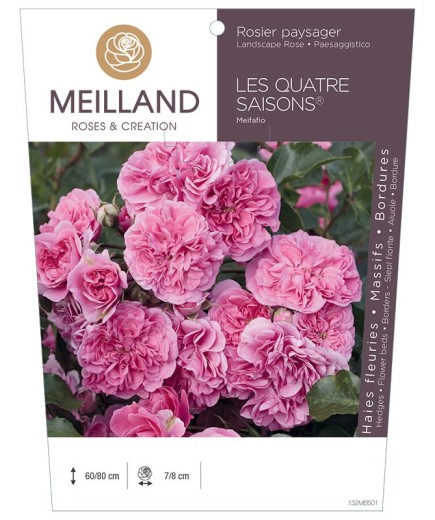 Rosier paysager LES QUATRE SAISONS ® Meifafio