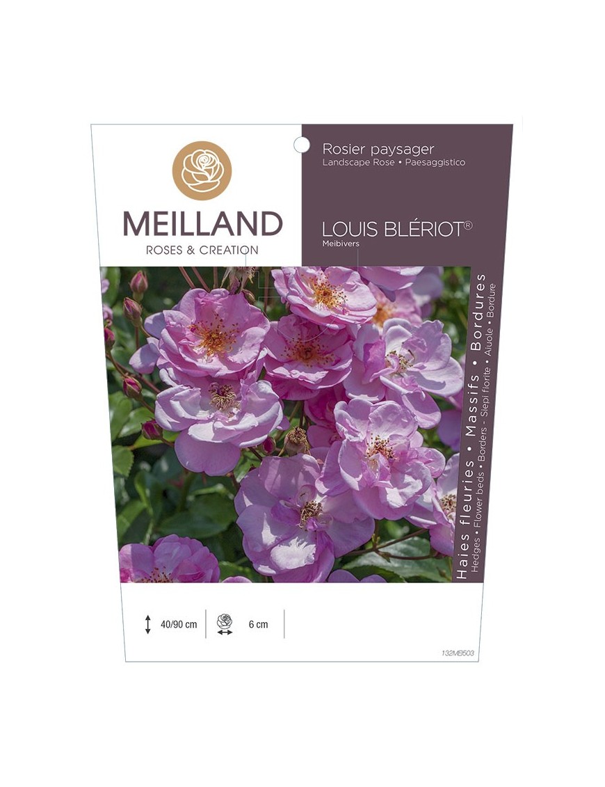 Rosier paysager LOUIS BLERIOT ® Meibivers