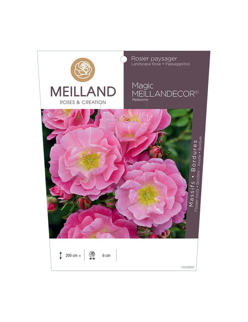 Rosier paysager Magic MEILLANDECOR ® Meibonrib
