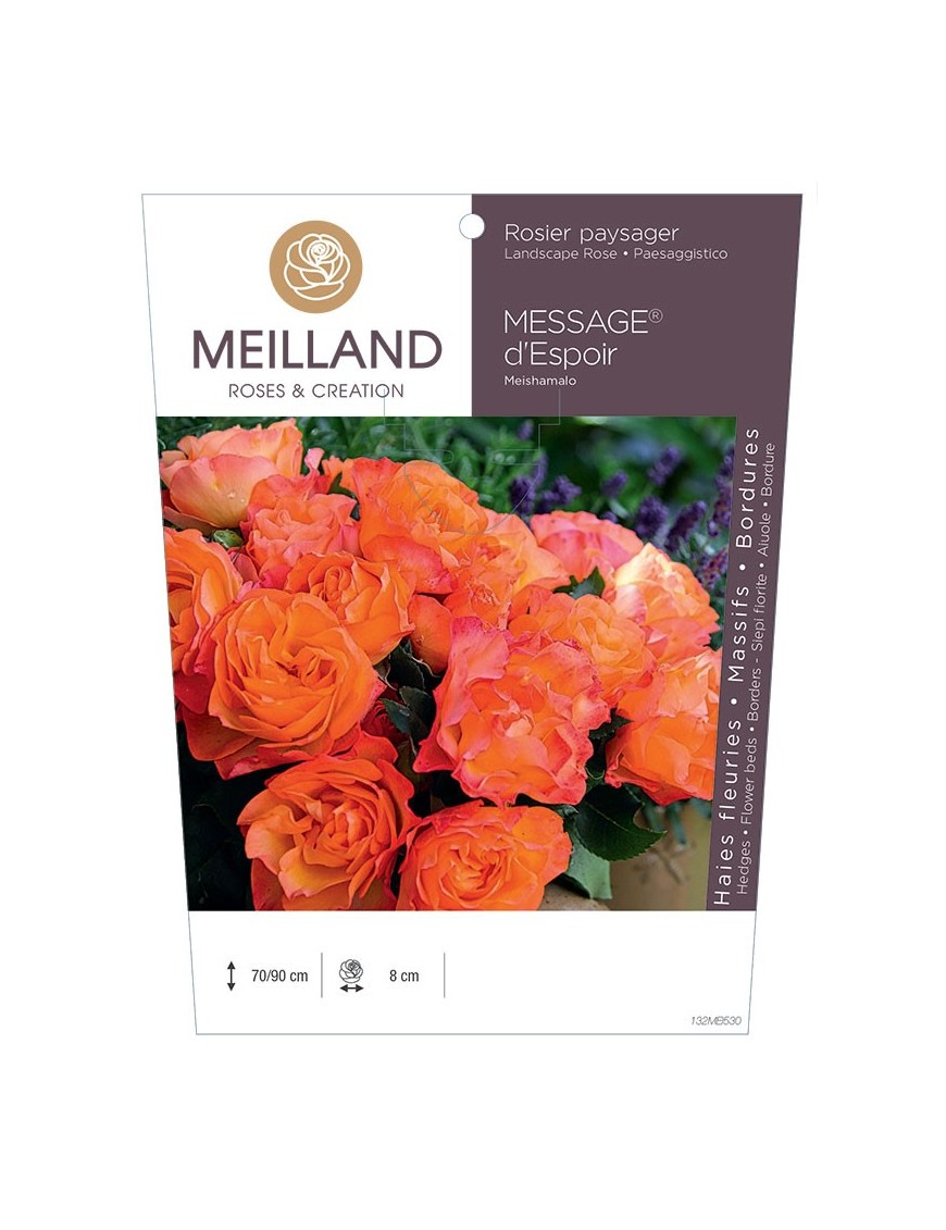 Rosier paysager MESSAGE® d'espoir Meishamalo
