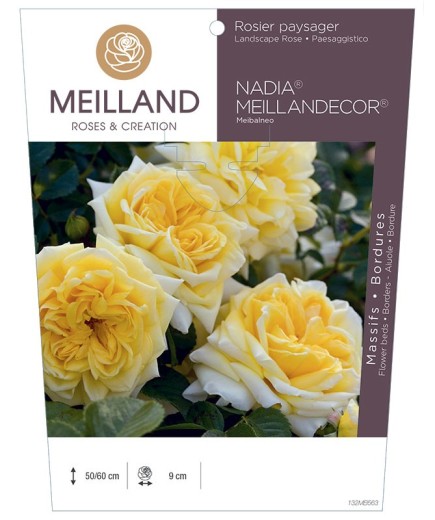 Rosier paysager NADIA® MEILLANDECOR® Meibalneo