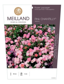 Rosier paysager Pink CHANTILLY® Meilevire