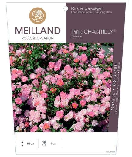 Rosier paysager Pink CHANTILLY® Meilevire