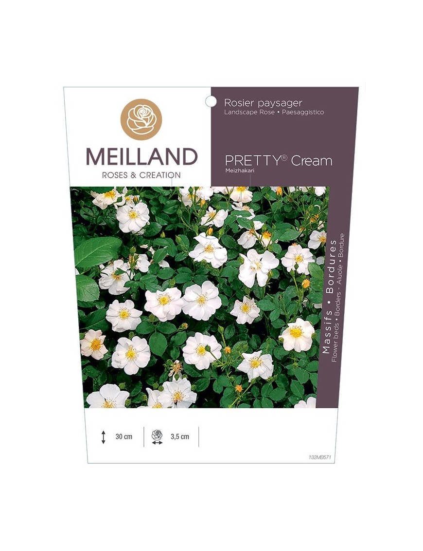 Rosier paysager PRETTY® Cream Meizhakari
