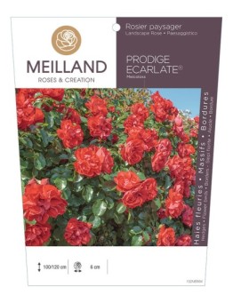 Rosier paysager PRODIGE ECARLATE® Meicoloss