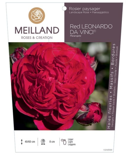 Rosier paysager RED LEONARD DA VINCI ® Meiangele