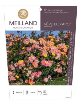 Rosier paysager REVE DE PARIS® Meilowmye