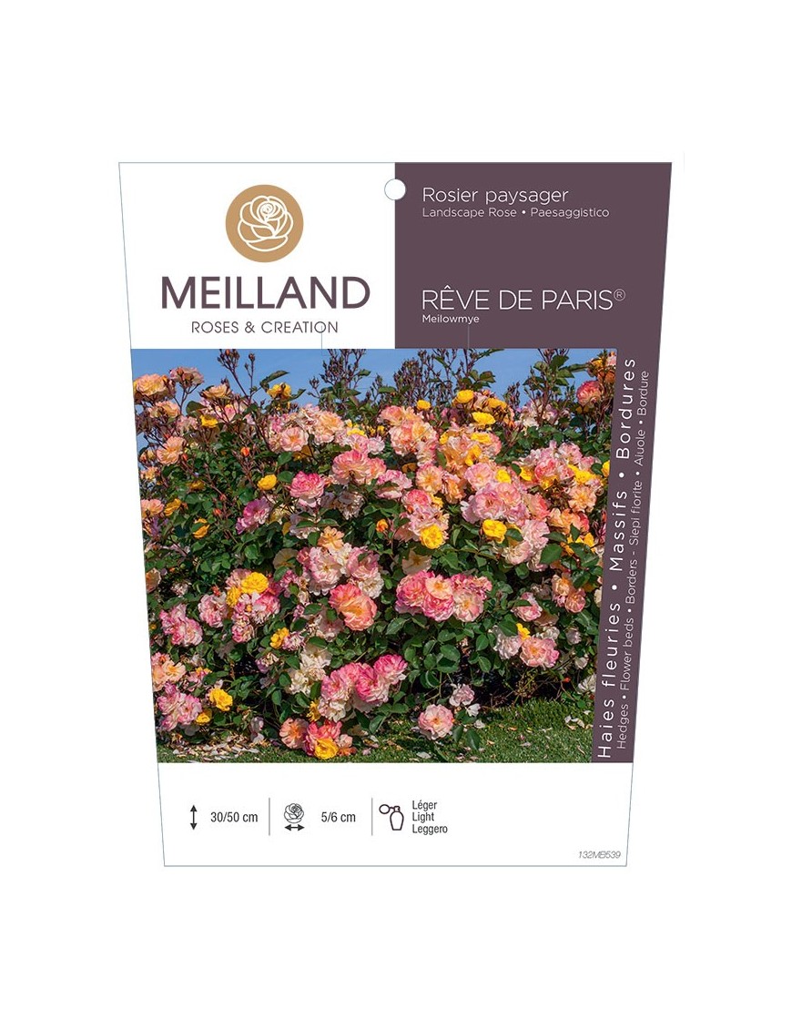 Rosier paysager REVE DE PARIS® Meilowmye