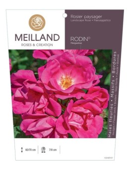 Rosier paysager RODIN ® Meigadraz