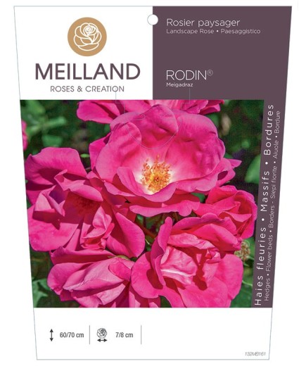 Rosier paysager RODIN ® Meigadraz