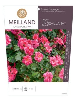 Rosier paysager Rosy LA SEVILLANA® Meigeroka