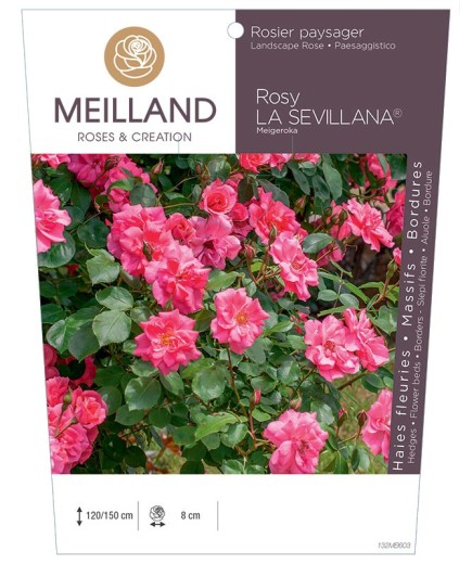 Rosier paysager Rosy LA SEVILLANA® Meigeroka
