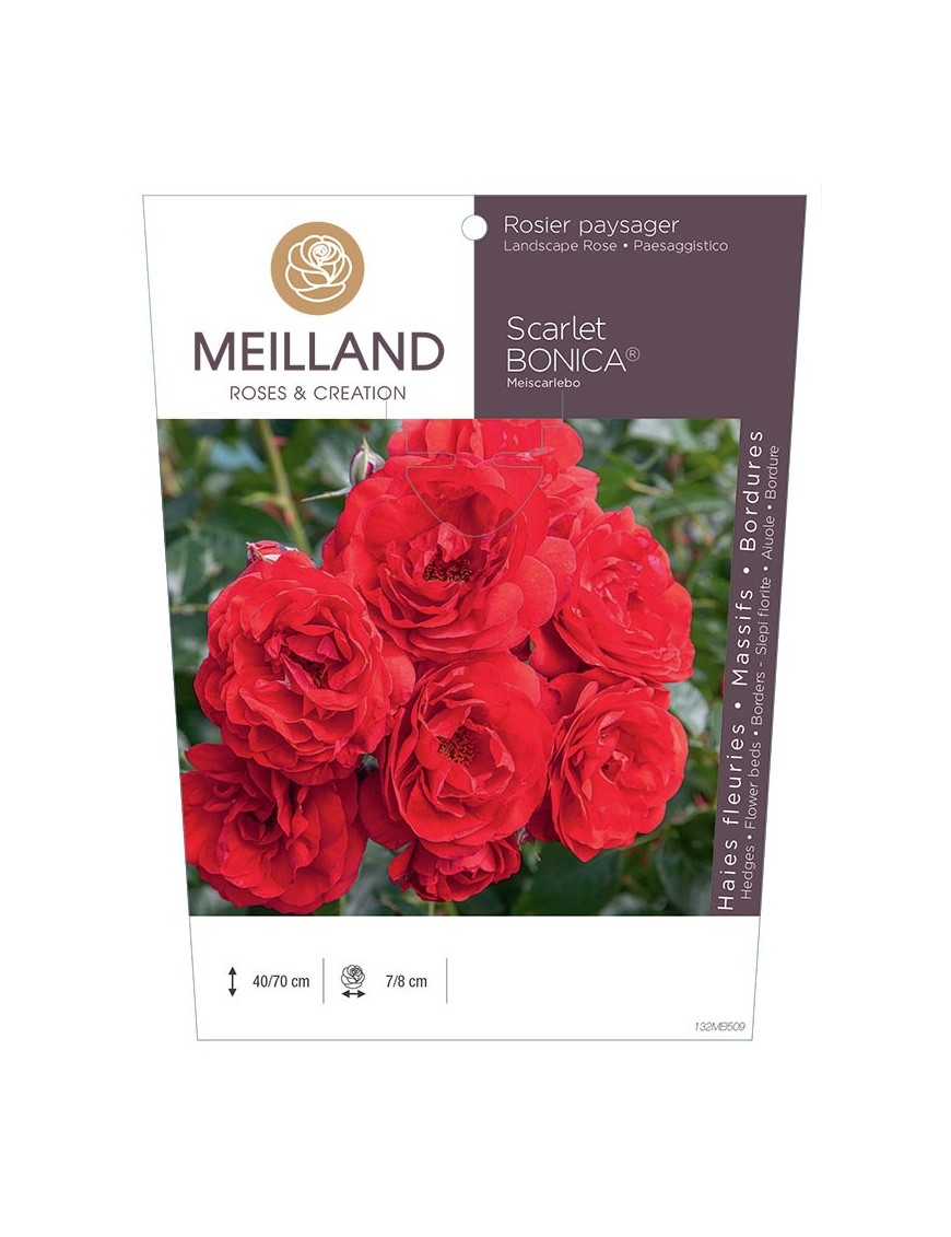 Rosier paysager Scarlet BONICA ® Meiscarlebo