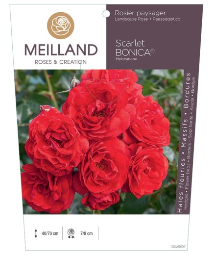 Rosier paysager Scarlet BONICA ® Meiscarlebo