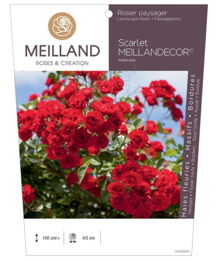 Rosier paysager Scarlet MEILLANDECOR ® Meikrotal