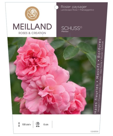Rosier paysager SCHUSS® Meiliaxi