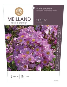 Rosier paysager SIESTA ® Meicascal *