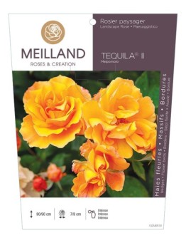 Rosier paysager TEQUILA ® Meipomolo