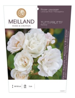 Rosier paysager TUTTI FRUTTI ®  Meichonar *