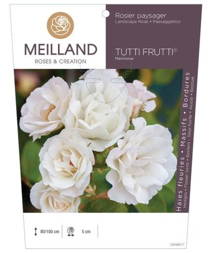 Rosier paysager TUTTI FRUTTI ®  Meichonar *