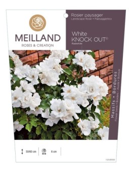 Rosier paysager White KNOCK OUT ®  Radwhite