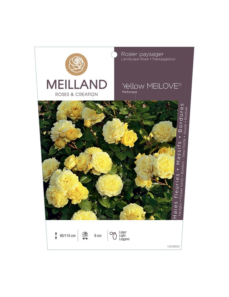 Rosier paysager Yellow MEILOVE ® Meitongas