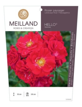 Rosier paysagers HELLO ® Meikinba
