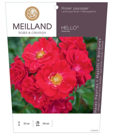 Rosier paysagers HELLO ® Meikinba