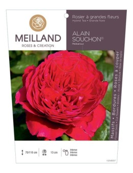 Rosier à grandes fleurs ALAIN SOUCHON ® Meikarouz