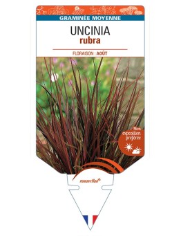 UNCINIA rubra