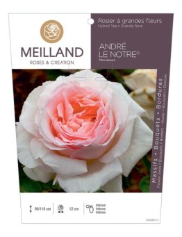 Rosier à grandes fleurs ANDRE LE NOTRE ® Meiceppus