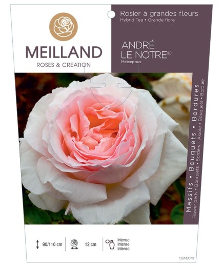 Rosier à grandes fleurs ANDRE LE NOTRE ® Meiceppus
