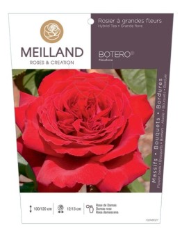 Rosier à grandes fleurs BOTERO ® Meiafone