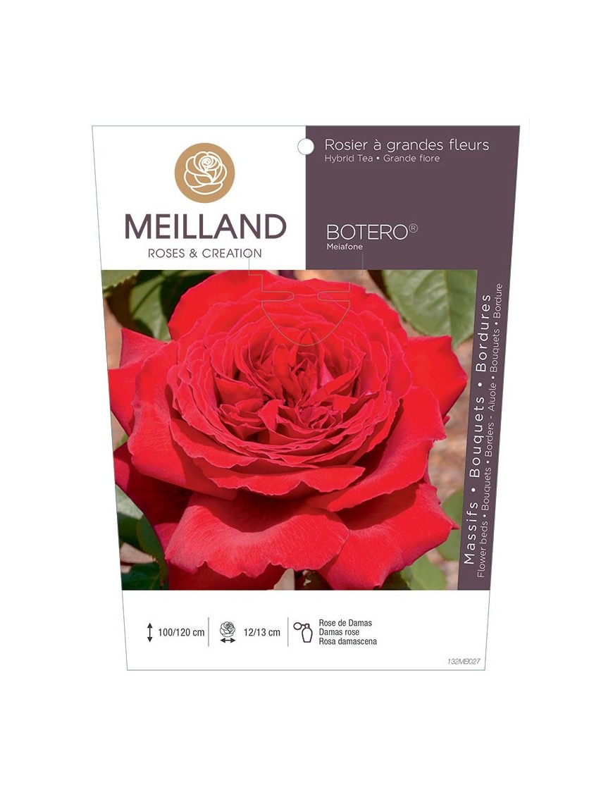 Rosier à grandes fleurs BOTERO ® Meiafone