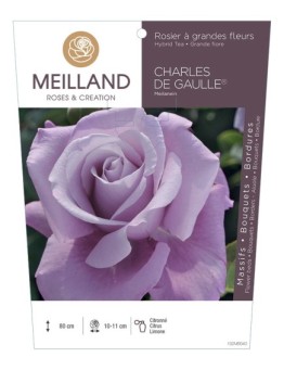 Rosier à grandes fleurs CHARLES DE GAULLE ® Meilanein
