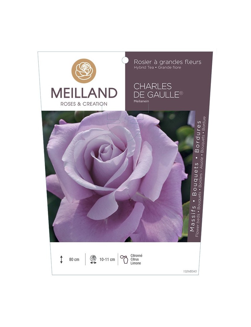 Rosier à grandes fleurs CHARLES DE GAULLE ® Meilanein