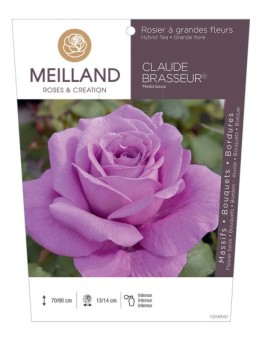 Rosier à grandes fleurs CLAUDE BRASSEUR ® Meibriacus