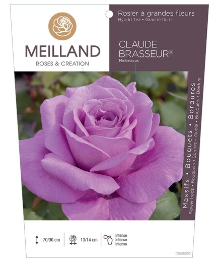 Rosier à grandes fleurs CLAUDE BRASSEUR ® Meibriacus