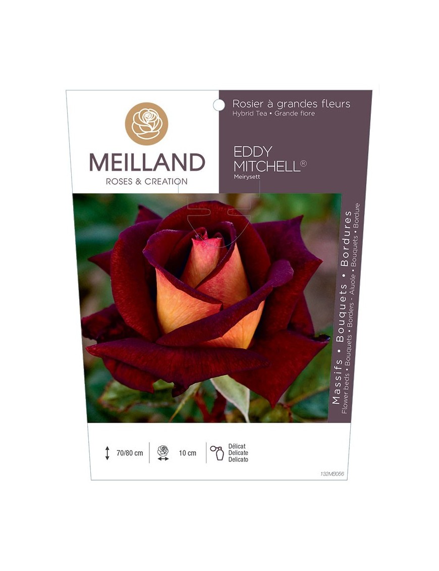 Rosier à grandes fleurs EDDY MITCHELL ® Meirysett