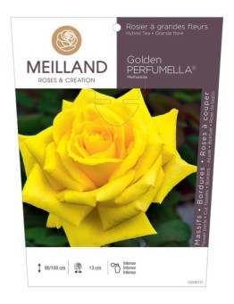 Rosier à grandes fleurs Golden PERFUMELLA ® Meifazeda